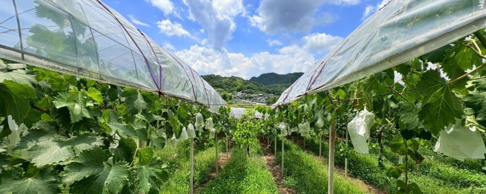 東山農園直販サイト